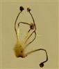  Male Flower-6 stamens